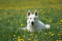 Betty Boop of Lovely Whitestar