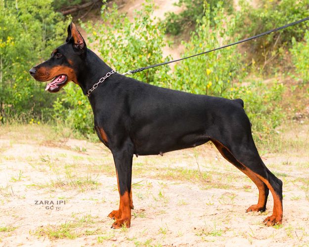 Zara iz Pridvinskoy Imperii
Doberman (black with rustred blace)
5. Apr 2023