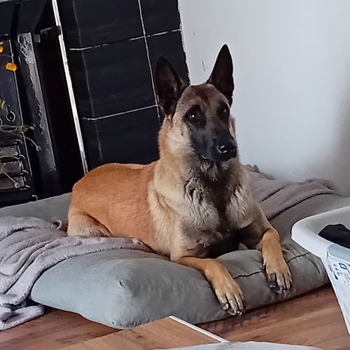 Donauer Erzengel Adidas
Belgický ovčák (Malinois)
10. pro 2022