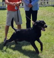 Cudo der Apologet
Rottweiler
8. Jun 2021