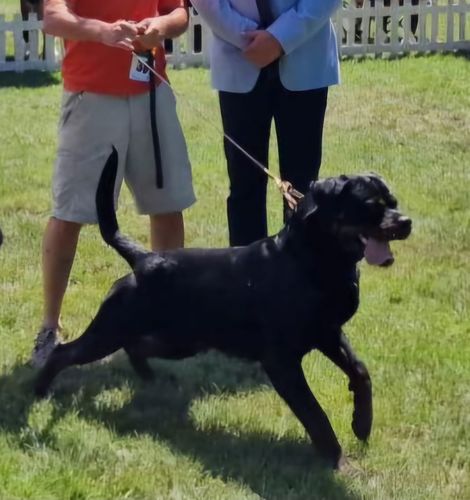 Cudo der Apologet
Rottweiler
8. Jun 2021