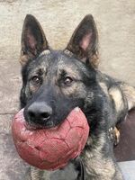 Apollo Light of my life
German Shepherd (short-haired)
4. Apr 2023
