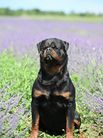 Romeo vom Engelblick