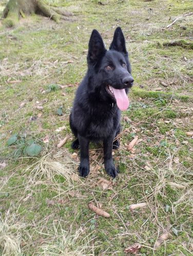 Ignis Nundu
Schæferhund (Stockhaar)
27. Jul 2024
