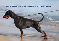 dog image background
