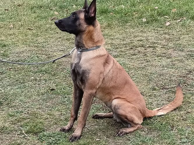 Calibra Running Wild
Belgisk fårehund (Malinois)
29. Juli 2022