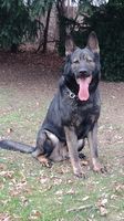Crai Milvel
German Shepherd (short-haired)
19. May 2022