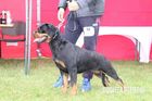 Rottmaster Gessy