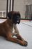Rosie vom Kimlai Boxer