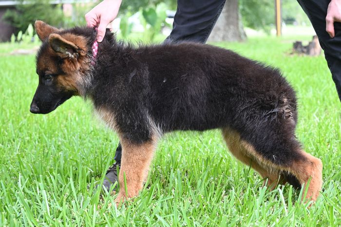 Ember vom Hausgladfel
German Shepherd (long-haired)
23. Mar 2025