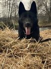 Xyla van het Cranenbos