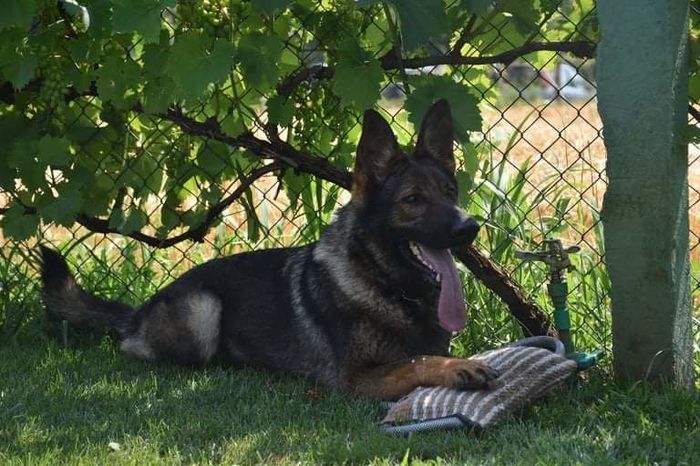 Wild Catty's Gipsy
German Shepherd Dog (short-haired)
12. Dec 2019