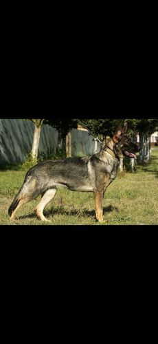 Dusty Edelstahl aus Apfeltal
German Shepherd Dog
16. Nov 2023