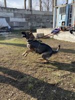 Only vom Spektefeld
Ciobănesc german (Păr scurt)
1. Mai 2021