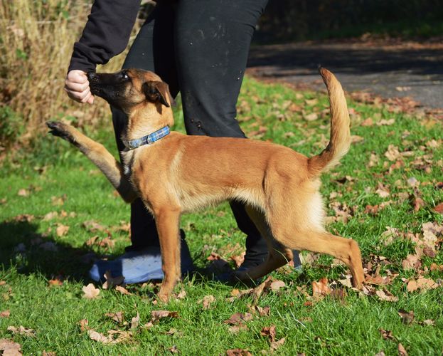 Metaxa Extra Temperament
Belgian Shepherd
30. Jun 2024