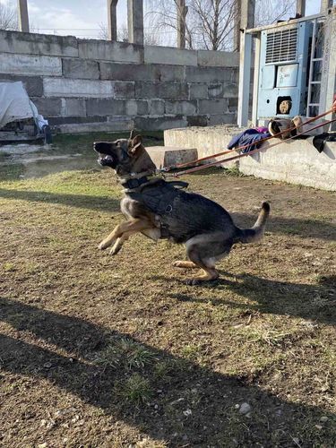 Only vom Spektefeld
German Shepherd (short-haired)
1. May 2021