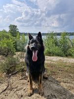 Aquar von Schloß Winnental
German Shepherd (short-haired)
14. May 2022