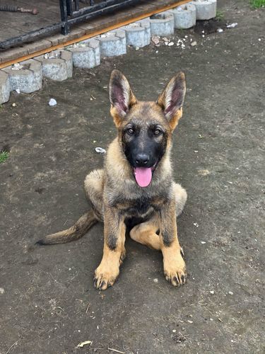Chaos vom Endinger Stern
German Shepherd (short-haired)
24. Feb 2025