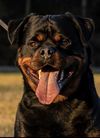 Balou von der Crossener Ranch II