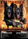 litter E4 z Gargamellu Pino x Phine