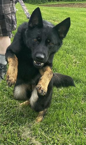 Rieka von der Gifmaf
German Shepherd Dog (short-haired)
30. Jun 2020