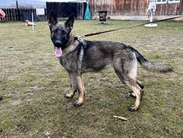 Hjördis von Cathabrunium
German Shepherd
30. Mar 2024