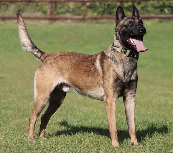 Centrefire Herros
Belgian Shepherd (Malinois)
19. May 2023