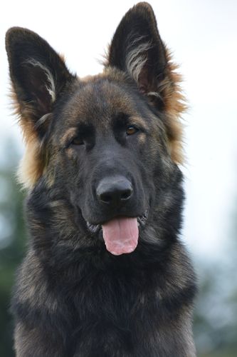 Aron z Oderského zátiší
Deutscher Schäferhund (Langstockhaar)
20.01.2025