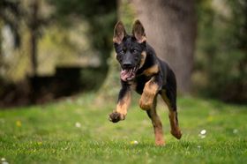 Inox Canis Invictus
German Shepherd Dog (short-haired)
6. Jan 2021
