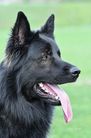 Togo VDH/SZ-R 25000443 (Liedtke)