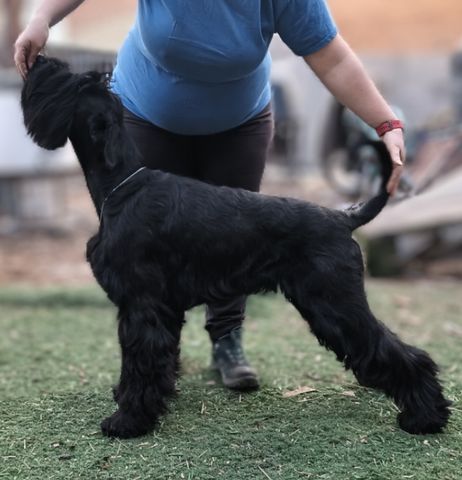 Phantom schnauzer shops