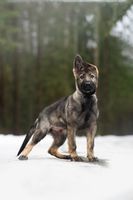 Ametist Legenda Volgi
German Shepherd (short-haired)
18. Oct 2024