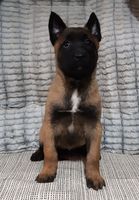 Haggy Lumon Miradam
Belgian Shepherd (Malinois)
28. Dec 2024