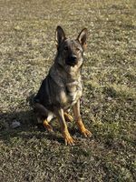 Aja Jamadog
德國牧羊犬 (短毛)
24. 三月 2023
