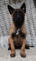 Henay Lumon Miradam
Belgian Shepherd Dog (Malinois)
28. Ara 2024