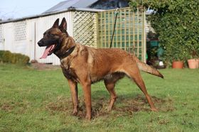 Centrefire Harmony
Belgian Shepherd (Malinois)
19. May 2023