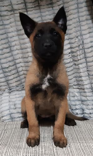 Henay Lumon Miradam
Belgian Shepherd Dog (Malinois)
28. Ara 2024