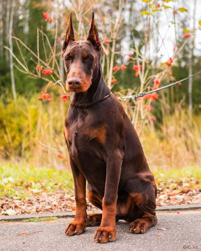 Ophelia iz Pridvinskoy Imperii
Doberman (brown with rustred blace)
27. Apr 2024