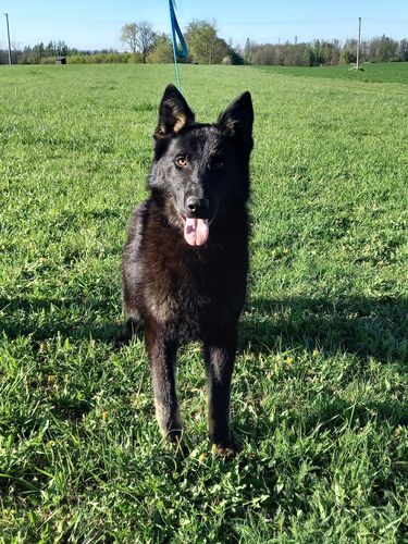 Brix Bohemo Highlands
German Shepherd (short-haired)
18. Jul 2024