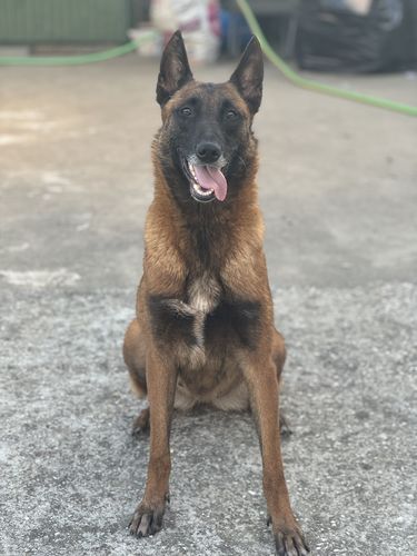 Lucy do Vale da Lobagueira
Belgisk fårehund (Malinois)
9. Okt 2020