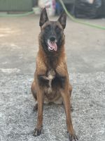 Lucy do Vale da Lobagueira
Belgisk fårehund (Malinois)
9. Okt 2020