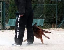 Ice du Sceau d'Abraxas
Perro de Pastor Belga (Malinois)
15. dic 2013