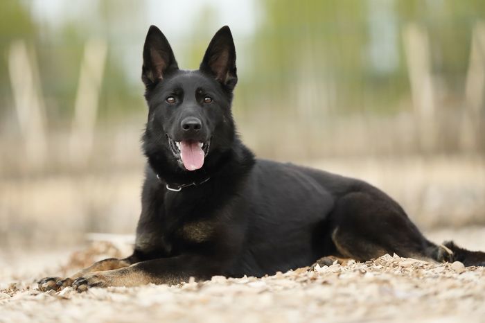 Landoga vom Bahnhofsrevier
Deutscher Schäferhund (Stockhaar)
22.12.2023
