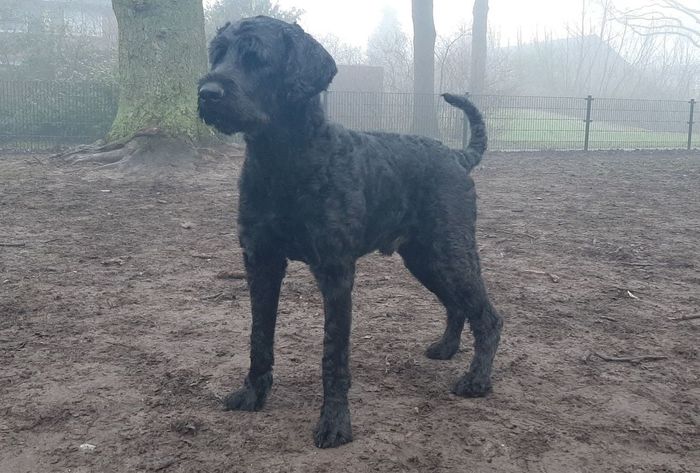 Celeborn vom schwarzen Nordlicht
Giant Schnauzer
18. Sep 2020