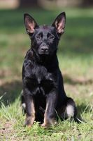 Landoga vom Bahnhofsrevier
German Shepherd (short-haired)
22. Dec 2023