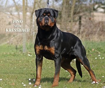 Pino vom Kressbach