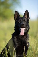 Zoi Zamat
German Shepherd (short-haired)
10. Oct 2020