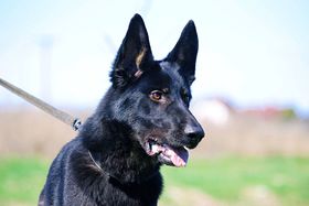 Enemy von der Evex
German Shepherd (short-haired)
17. Nov 2021