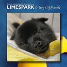 Crazy_Wurf Schipperke vom Limespark | 5,5 Wochen