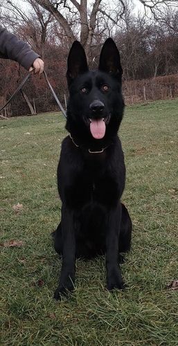 Xarla z Pohranic
German Shepherd
6. Jan 2024